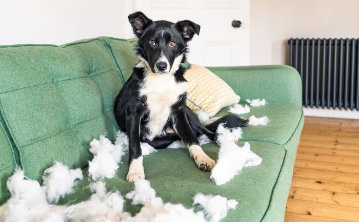 1. Hund auf abfallendem Sofa, überall Wollreste, Haustier, Fellpflege, Chaos.