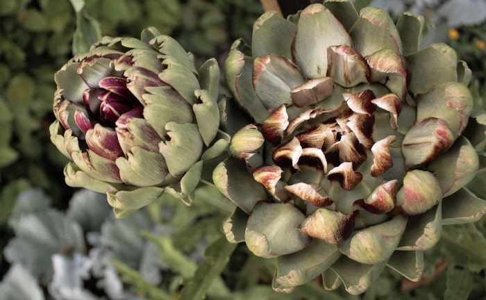 Artischocken: Bestimmte Ballaststoffe können nicht das Wachstum der LPS-tragenden Bakterien bremsen, wie Stuhltests zeigen.