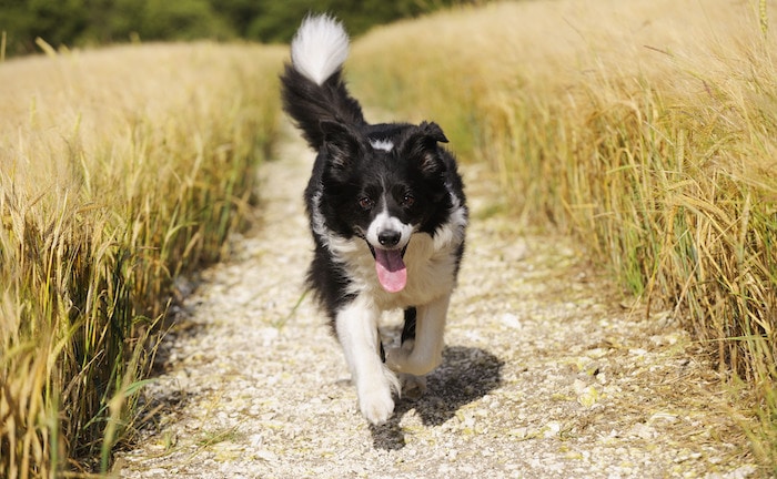 Ein Border Collie rennt durch ein Feld