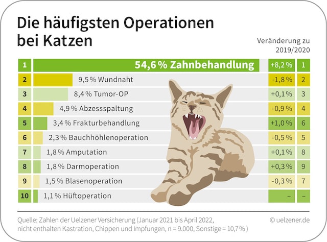 Häufigste OPs bei Katzen