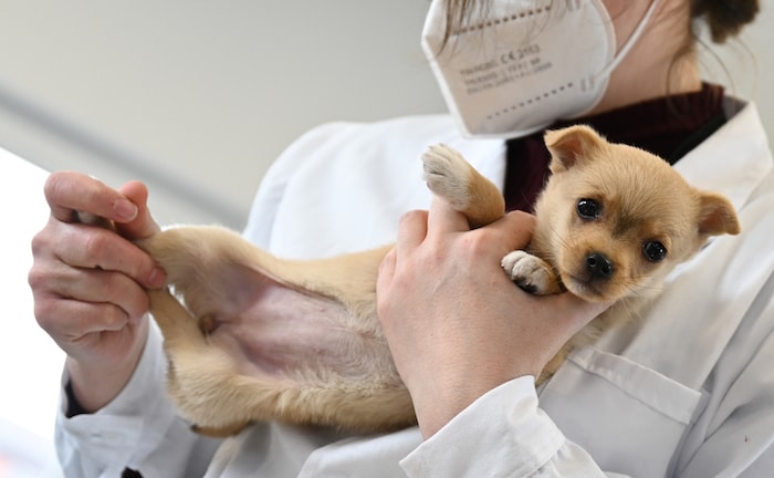 Welpe beim Tierarzt