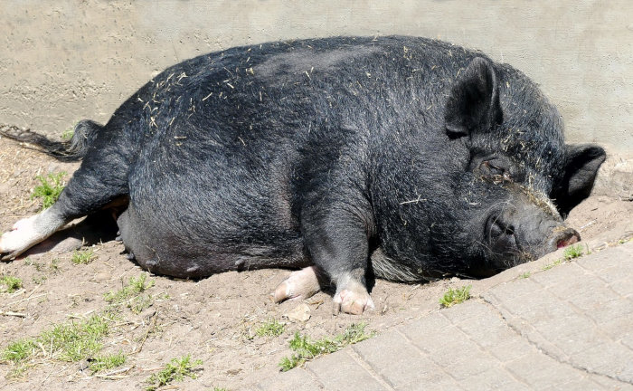 Hängebauchschwein macht Pause: Im Garten in einem Wohngebiet kann das Ärger geben
