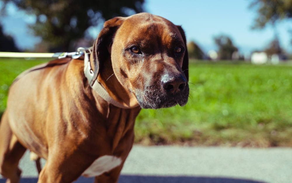 Die Vema hat ihre Makler zu Tierhalterhaftpflichtversicherungen befragt