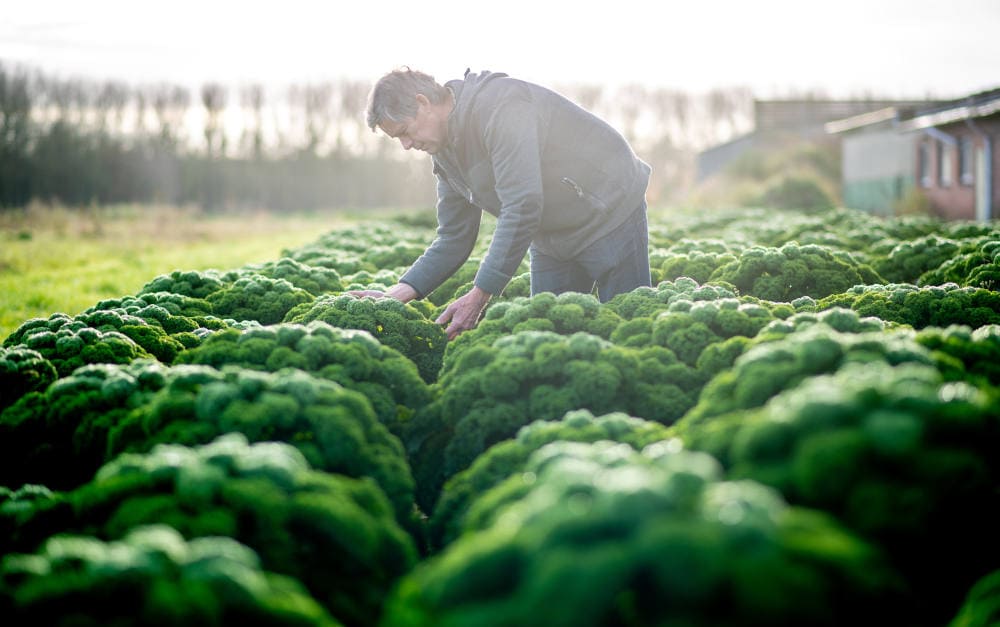 Landwirt im Grünkohl-Feld: Als Anbieter von Betriebshaftpflichtversicherungen in der Landwirtschaft liegt die Concordia bei Vema-Maklern in der Gunst ganz vorn