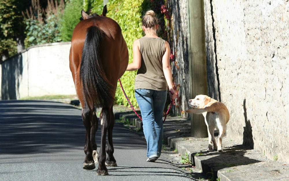 Frau mit Pferd und Hund: Tierhalterhaftpflicht für Hunde und für Pferde neu bewertet