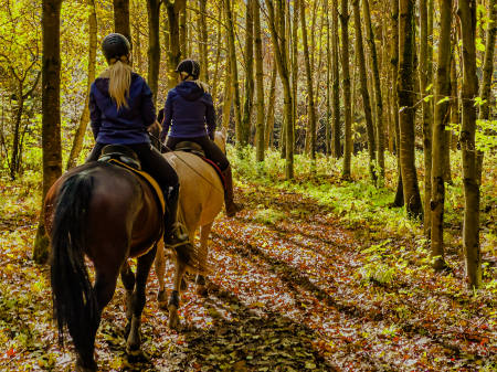 Reiter, die auf ihren Pferden durch den Wald reiten: Verletzungen von Versicherten im Reitsport kosten Versicherer pro Versichertem knapp 6.900 Euro. (Foto: picture alliance / Werner Kerschbaummayr / fotokerschi / picturedesk.com)