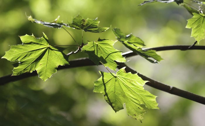 Detailaufnahme eines Ahornblatts im Herbst: Grüne Finanzprodukte sollen für ein besseres Klima und eine gute Rendite sorgen.