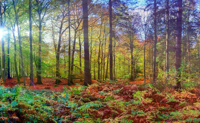 Panorama eines Herbstwalds: Nachhaltige aktive ETFs gehören zu den größten Kategorien der aktiven Anlageprodukte.