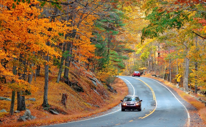 Autos fahren auf Straße in einem Wald: Im Herbst müssen KFZ-Versicherer für viele Wildunfälle aufkommen.