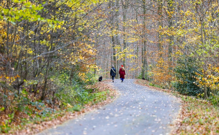 Menschen spazieren durch den Wald: Servicevalue hat die Vorreiter unter den Versicherern, Krankenkassen und Versicherungsmaklern zum Thema „Nachhaltigkeit“ ermittelt.