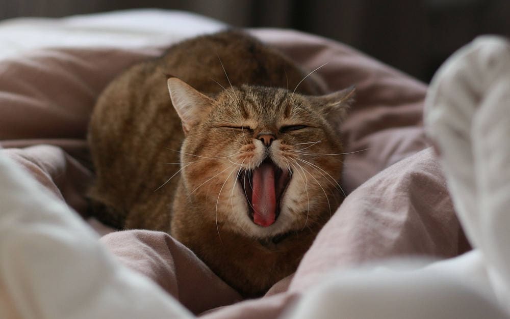 Müde Katze: Die Panda Tierversicherung hat die Interrisk als Risikoträger gewonnen