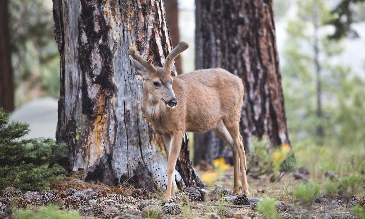 Reh steht im Wald: Aktuell sollten Autofahrer langsamer fahren, um einen Wildunfall zu vermeiden.