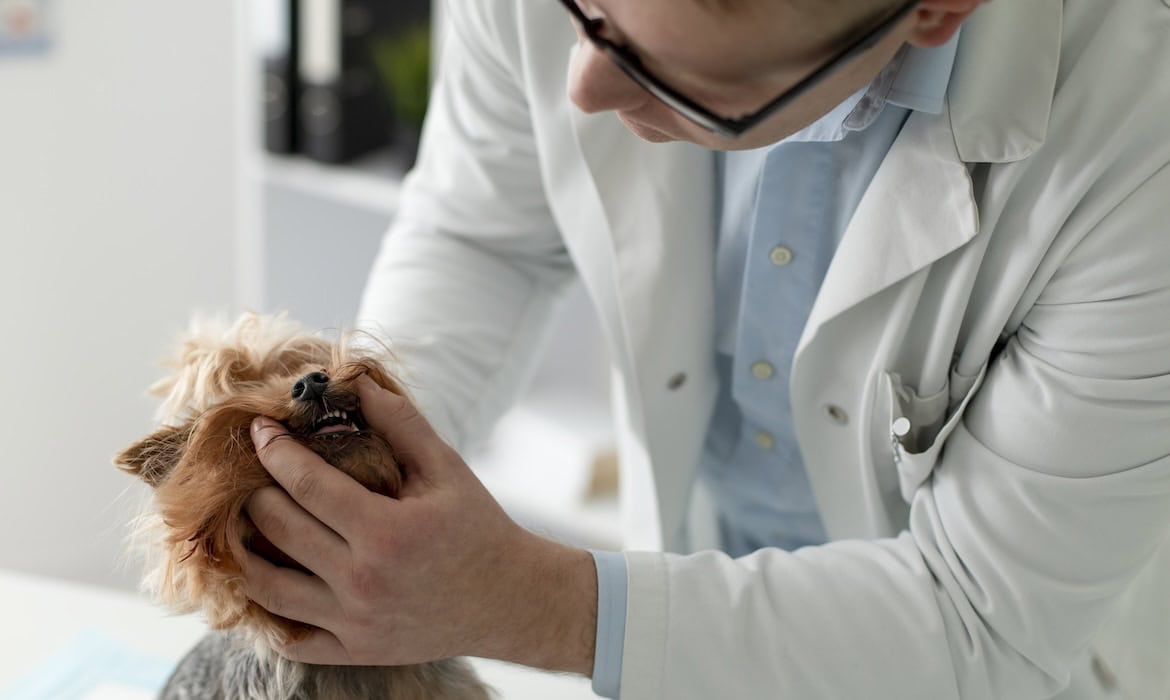 Tierarzt begutachtet das Gebiss eines Hundes: CCC.