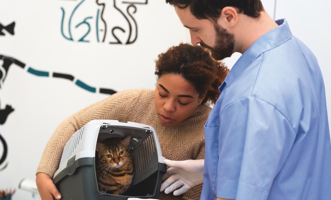 Freundliche Tierarztberatung bei Katze im Transportkorb, Tierärzte bei der Untersuchung.