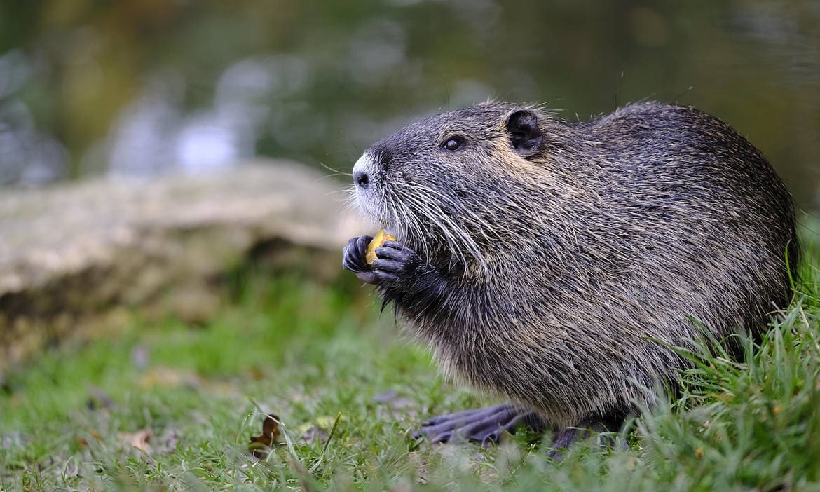 Kleines Nagetier, das im Freien Gräser und Nüsse frisst, ideal für Natur- und Tierbilder.