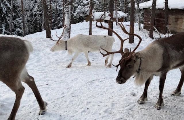 In einer weiteren Teambuilding-Session ging es in den Rentierpark. Foto: Pfefferminzia